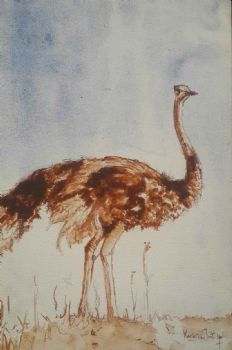 "Karoo Ostrich"