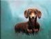 Dachshund 1