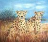 "Ntuli Loop Cheetah"