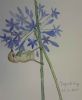 "Sunbird Feeding on Agapanthus "