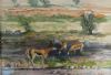 "Kgalagadi Transfrontier Park, Springbok"