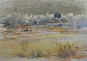 "Ostrich at Kgalagadi Transfrontier Park "