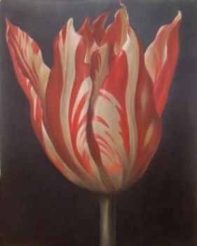 "Tulip 2"
