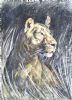 "Night Lioness"