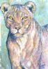 "Pastel Lioness"