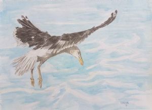 "Seagull Single"