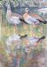 Egyptian Geese