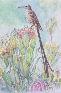 "Sugarbird"