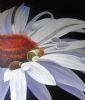 "Daisy"