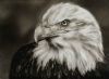 "Bald Eagle Portrait"