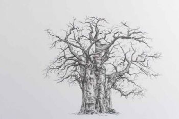 "Baobab Trio (3/3)"