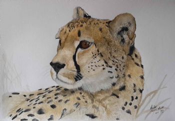 "Cheetah Portrait"