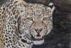"Leopard of the Night"