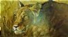 "Stalking Lioness"