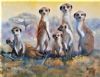 "Meercat Family in the Morning Sun"
