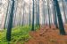 Trees 1