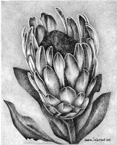 "Protea Pencil 2019"