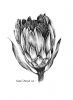 "Protea Pencil (1) 2019"