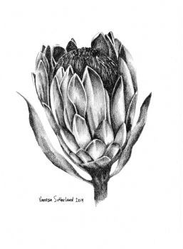 "Protea Pencil (1) 2019"