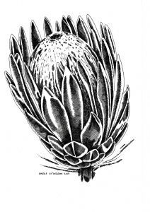 "Protea Pen 2017"