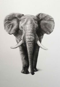 "African Elephant"