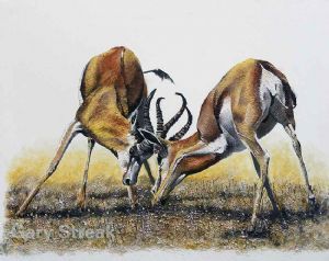 "Springboks"