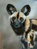 "African Wild Dog"