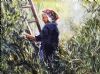 "Olive Harvest"