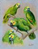 Turquoise- Fronted Amazon Parrots