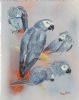 African Grey Parrot Studies