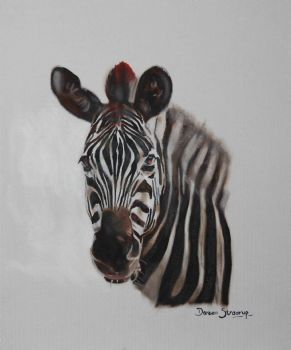 "Zebra"