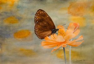 "Butterfly"