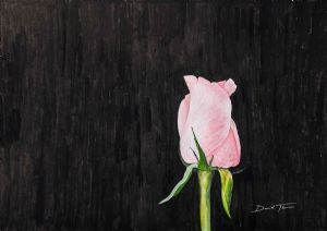 "Pink Rose"
