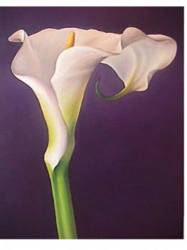 "Plum Arum Lily"