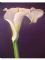 Plum Arum Lily