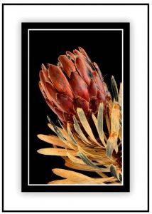"Boxed Protea Flower"