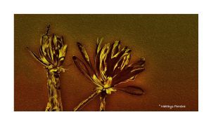 "A Twist of Golden Nature"