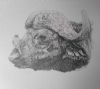 "Buffalo with Oxpecker"