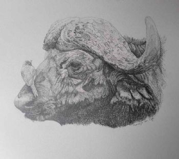 "Buffalo with Oxpecker"