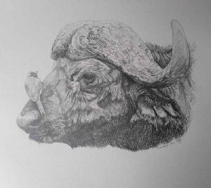 "Buffalo with Oxpecker"