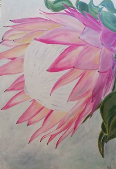 "Protea"