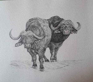 "Two Buffalos"