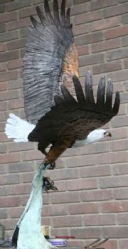 "Eagle"