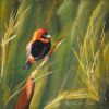 "Southern Red Bishop"