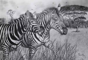 "Zebras "