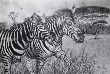"Zebras "
