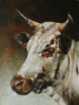 "Nguni Cow - Corlea"