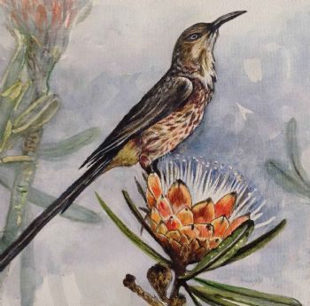 "Cape Sugarbird"