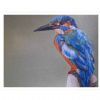 "Half Collard Kingfisher"