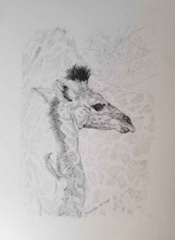 "Baby Giraff"